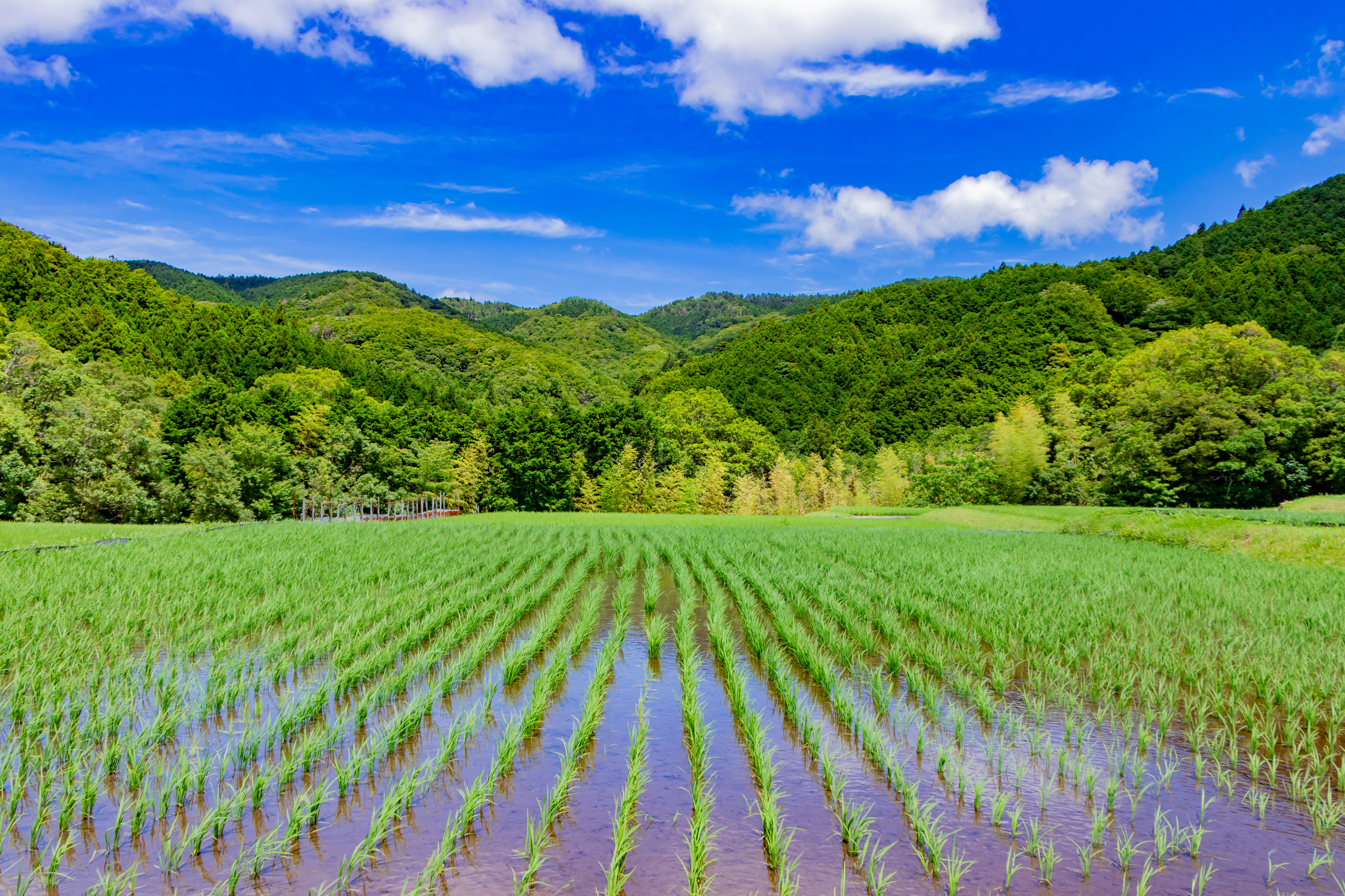 農地の評価と譲渡